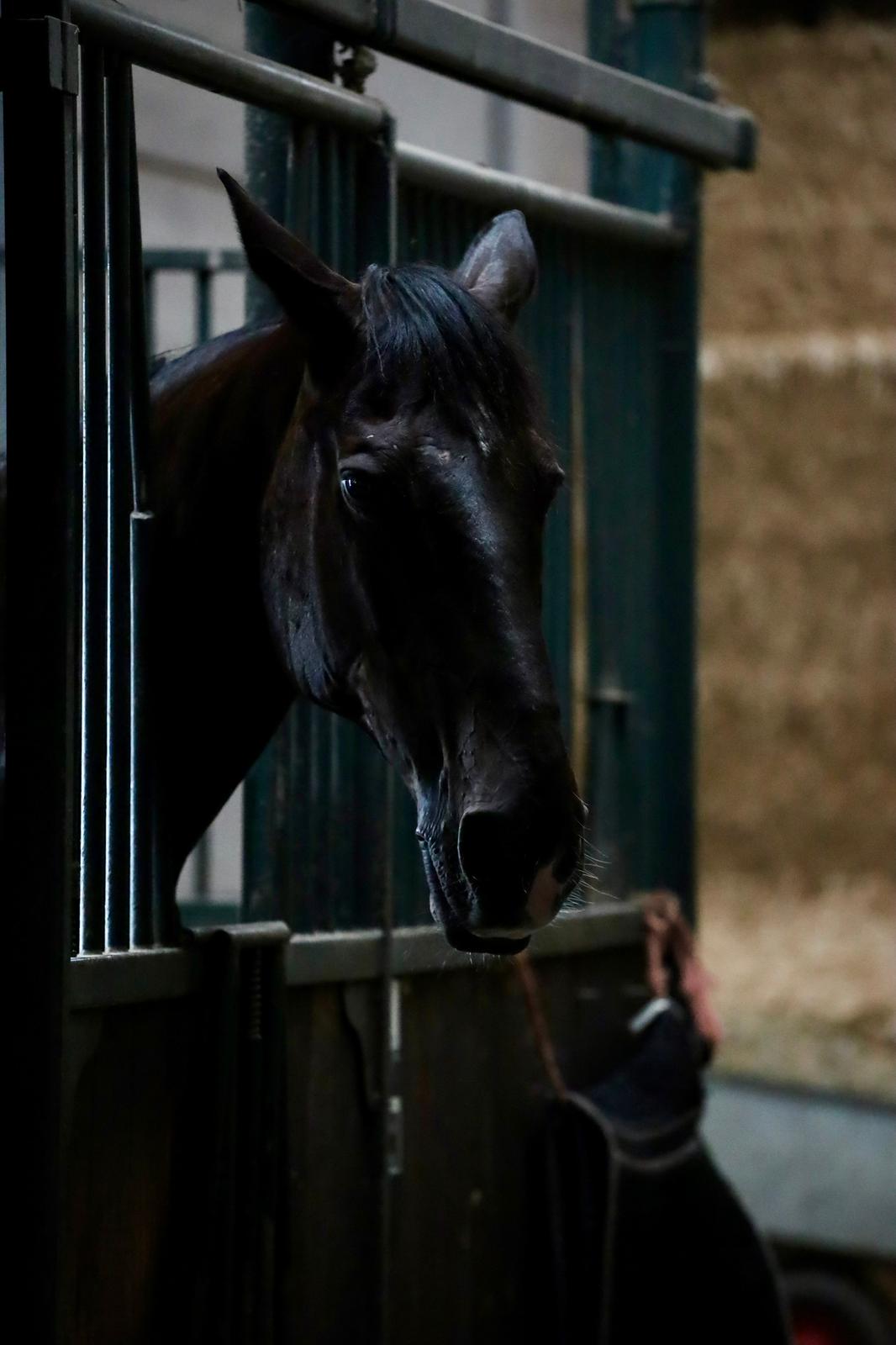 Donker paard kijkt uit staldeur in de pensionstal
